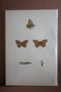 butterfly12