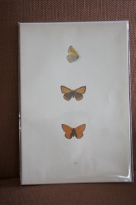 butterfly2