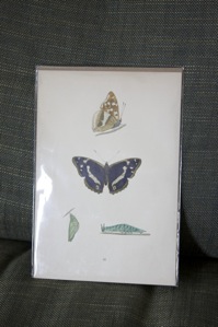 butterfly43